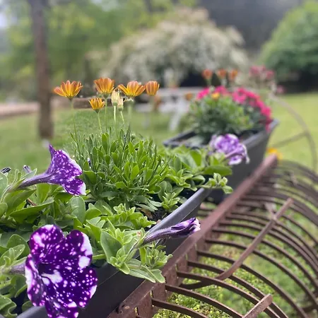 Azalee Molieres-sur-Ceze